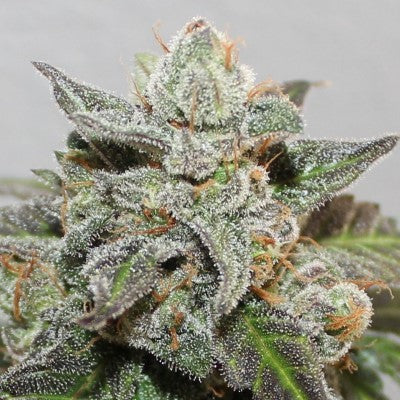 Ace Seeds - LIMITED EDITION Kalidonia